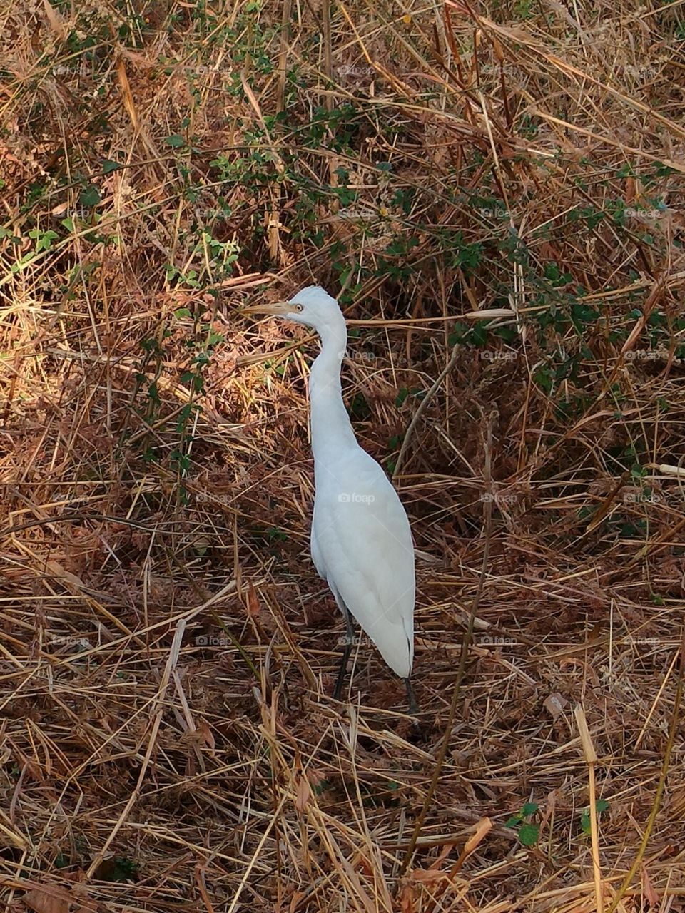 beautiful heron, White Colour