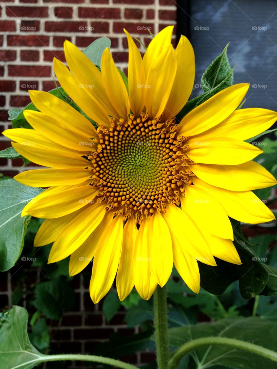 field flower sunflower daisy by vincentm