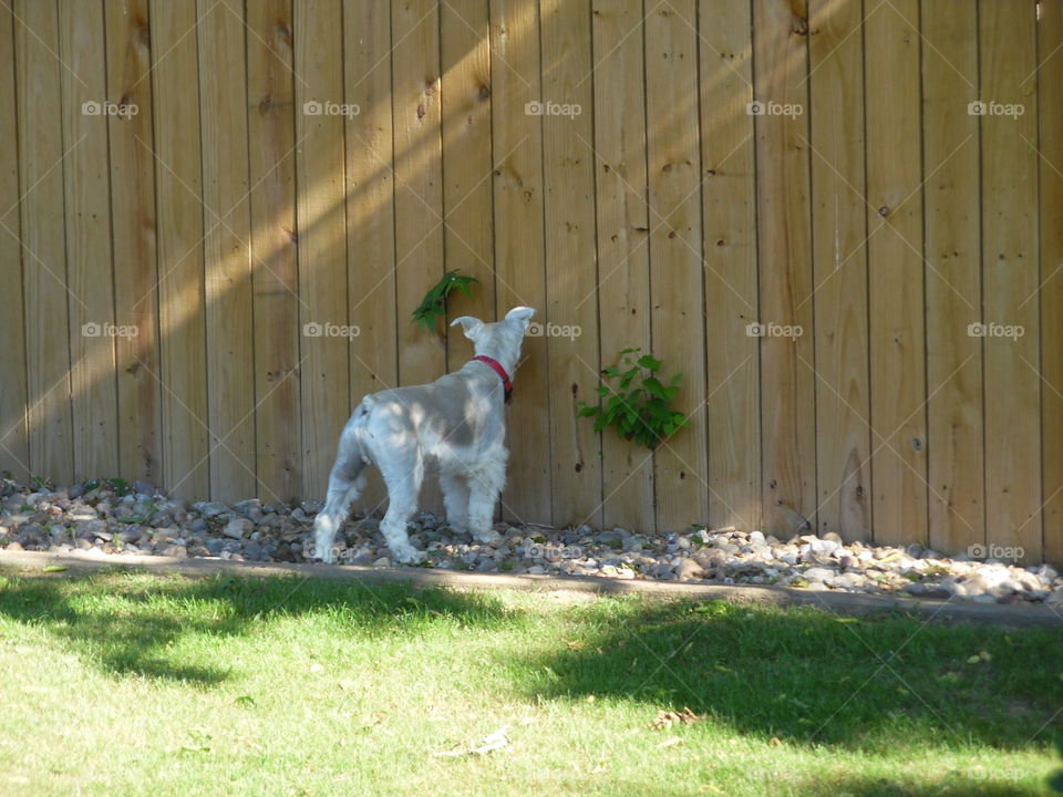 frosty the snowman. my puppy is snooping on my neighbor
