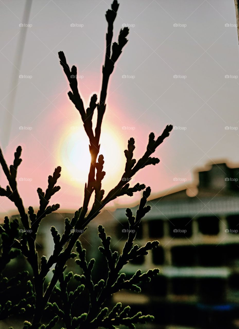 sunset with plant