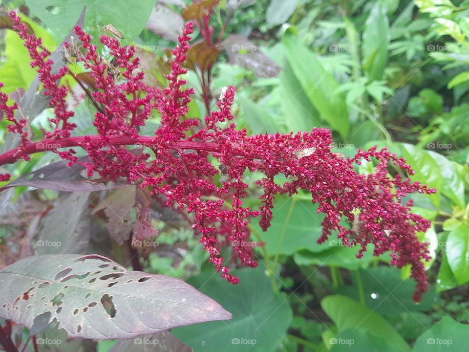 Amaranthus hypochondriacus is an ornamental plant commonly known as Prince-of-Wales feather or prince's-feather.