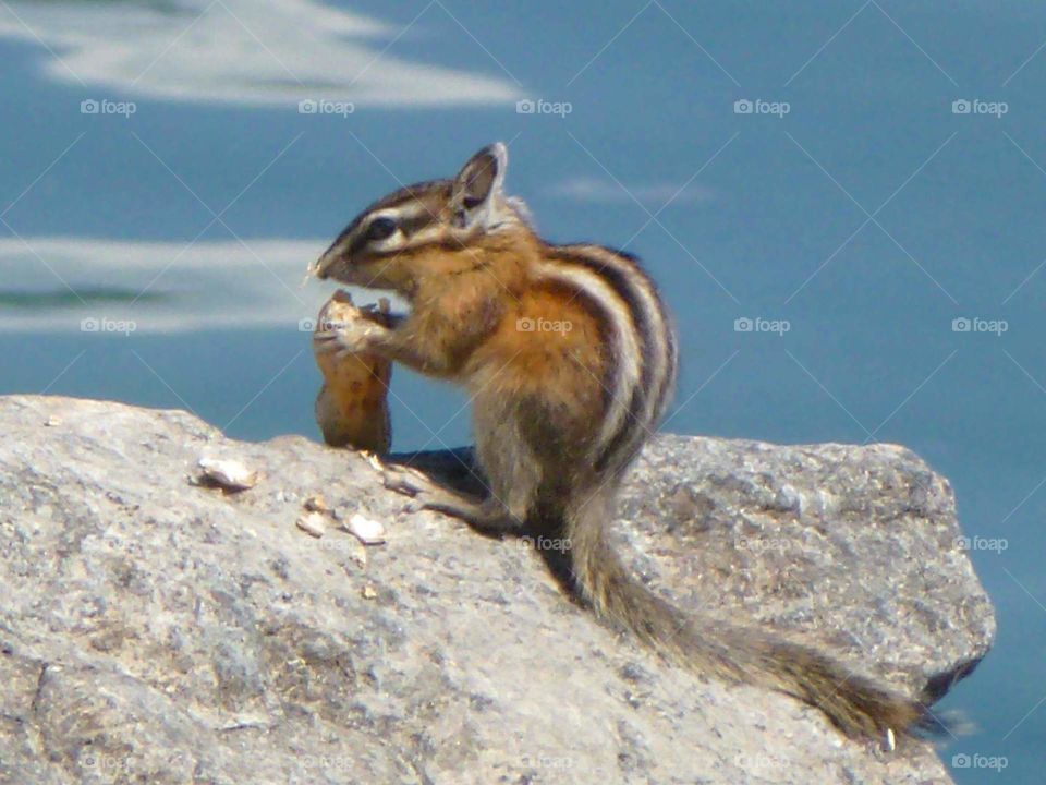 Chipmunk eating lunch by the lake.