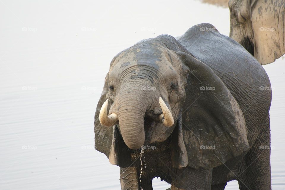 An elephant drinking water 