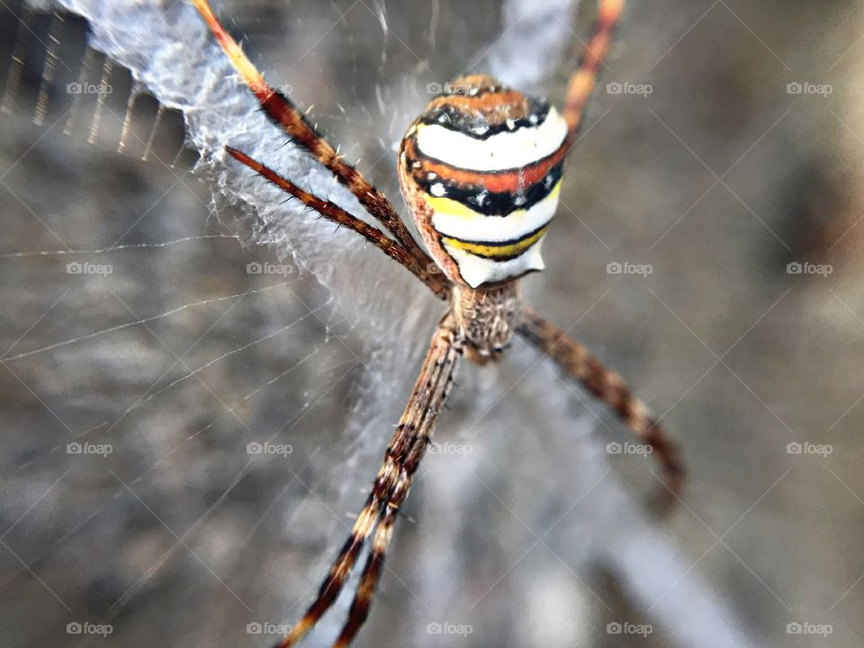 Beautiful Spider in spiderweb 