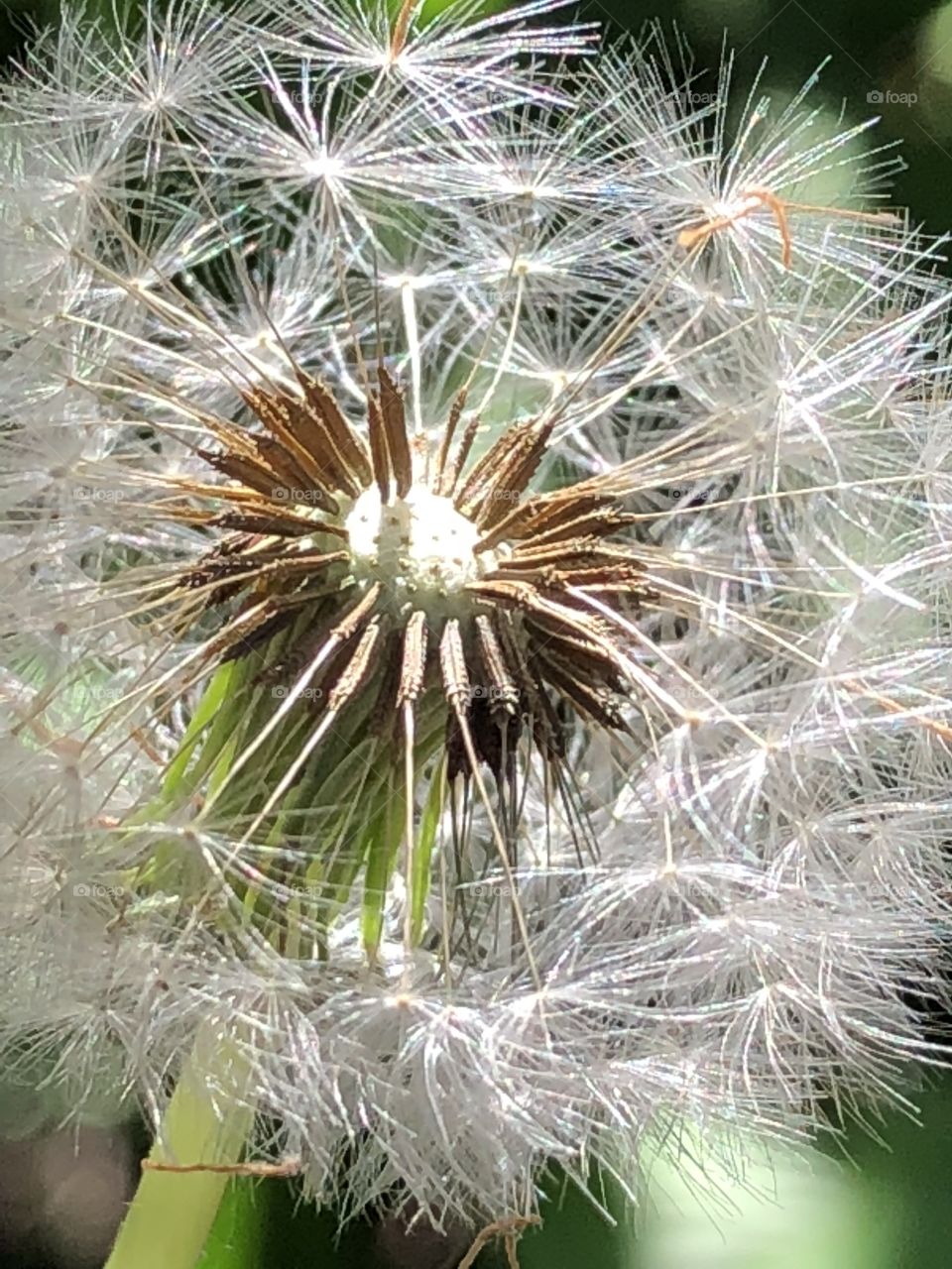 Dandelion parachute seeds