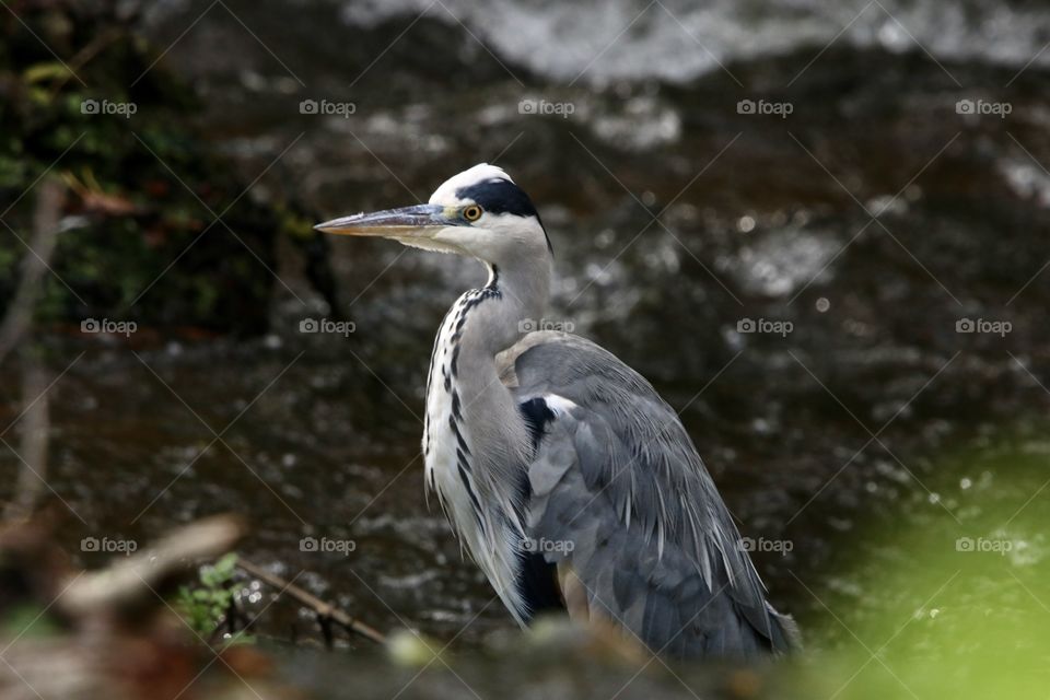 Gray heron