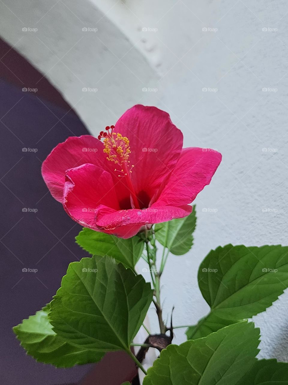 a day in the life of a hibiscus