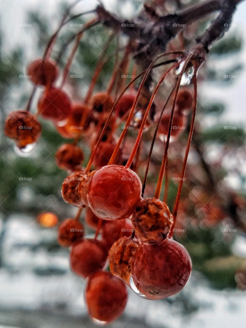 Close-up of red berries