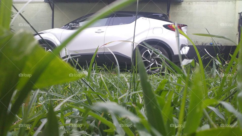 Car and grasses