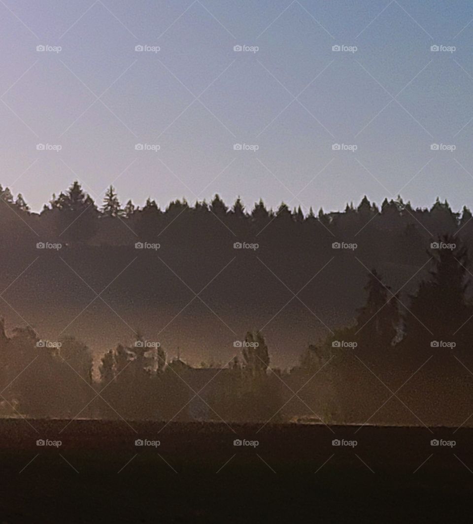 Foggy Autumn Mornings