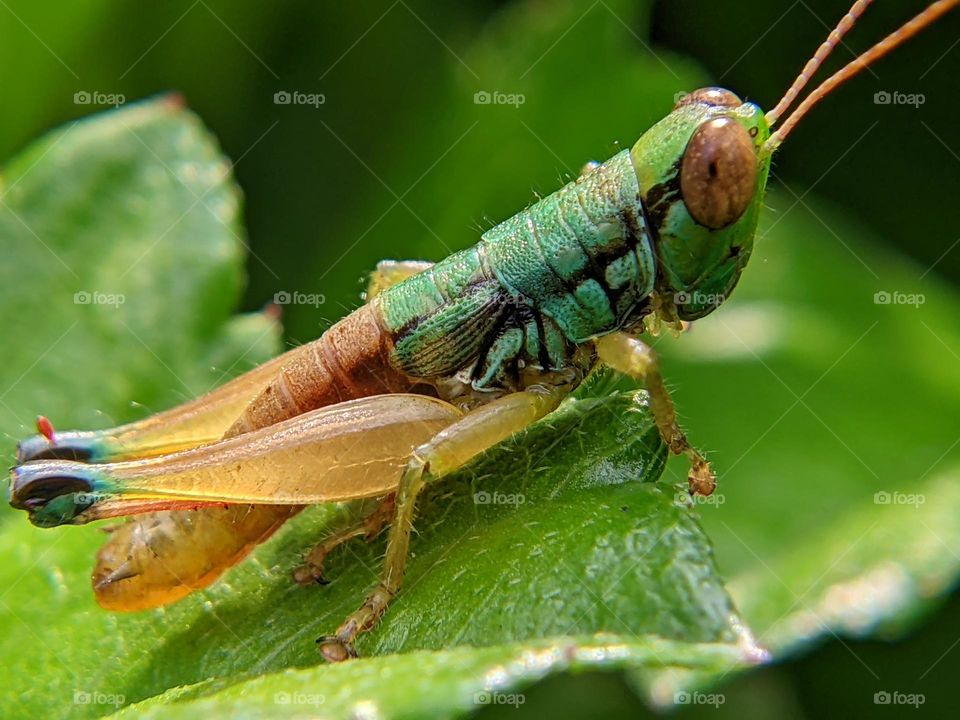 grasshopper