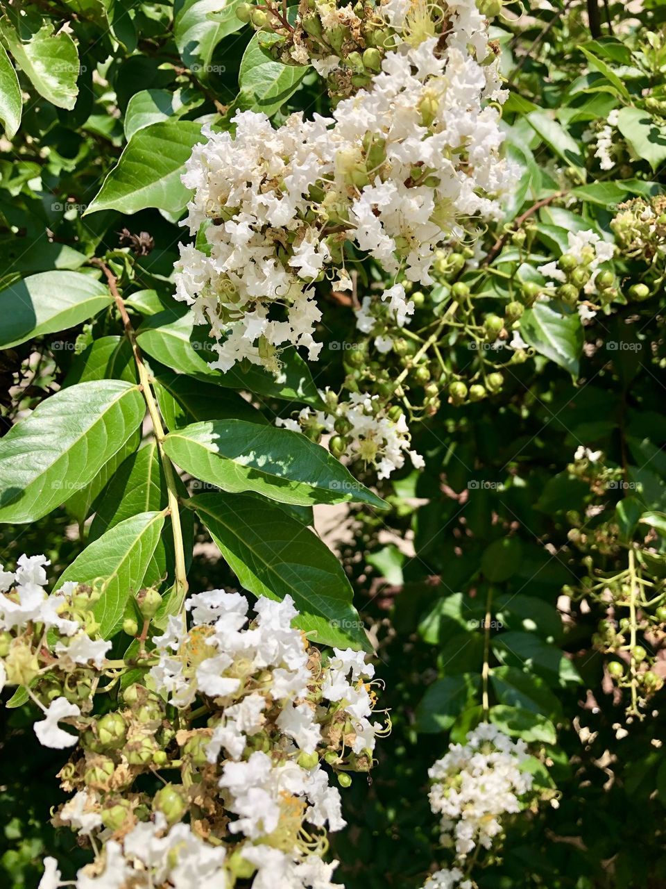 Blooming bush with flowers 