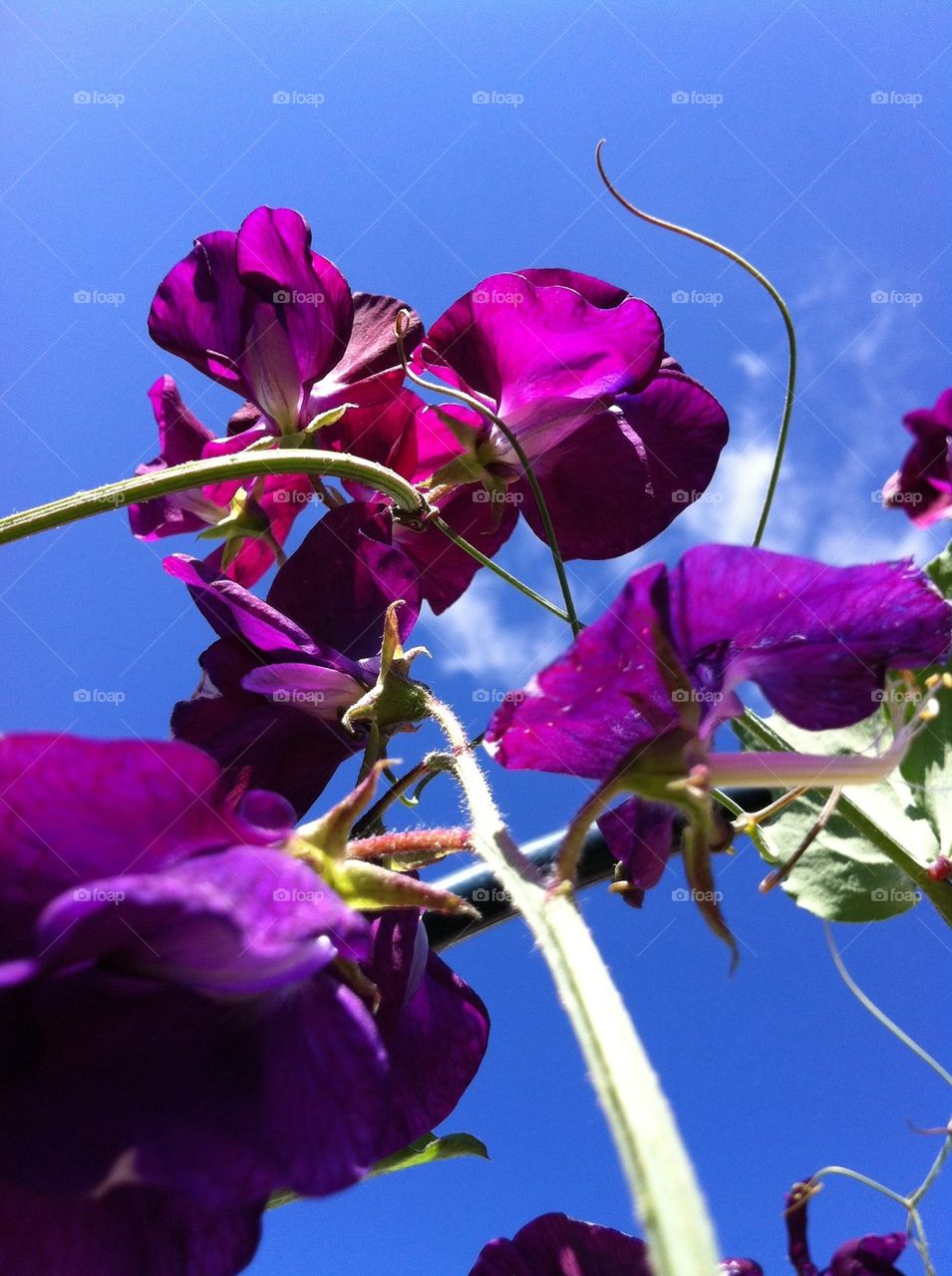 Purple sweet pea and sky