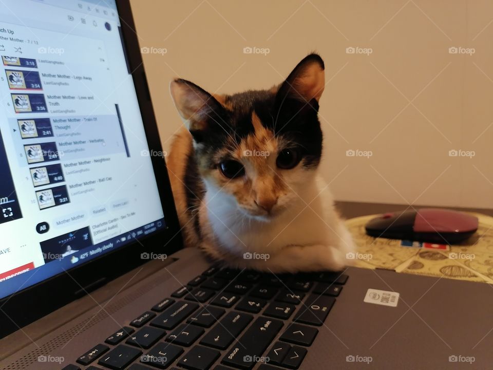 Just my cat leaning on my laptop