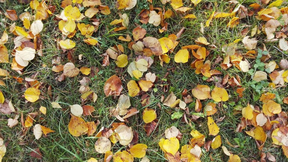 background with Autumn leaves