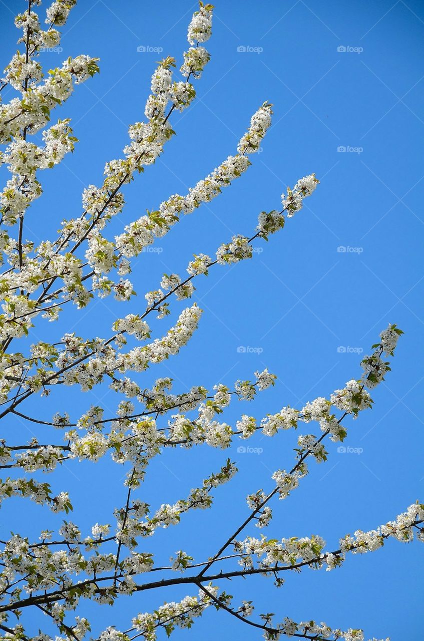 Looking up tree