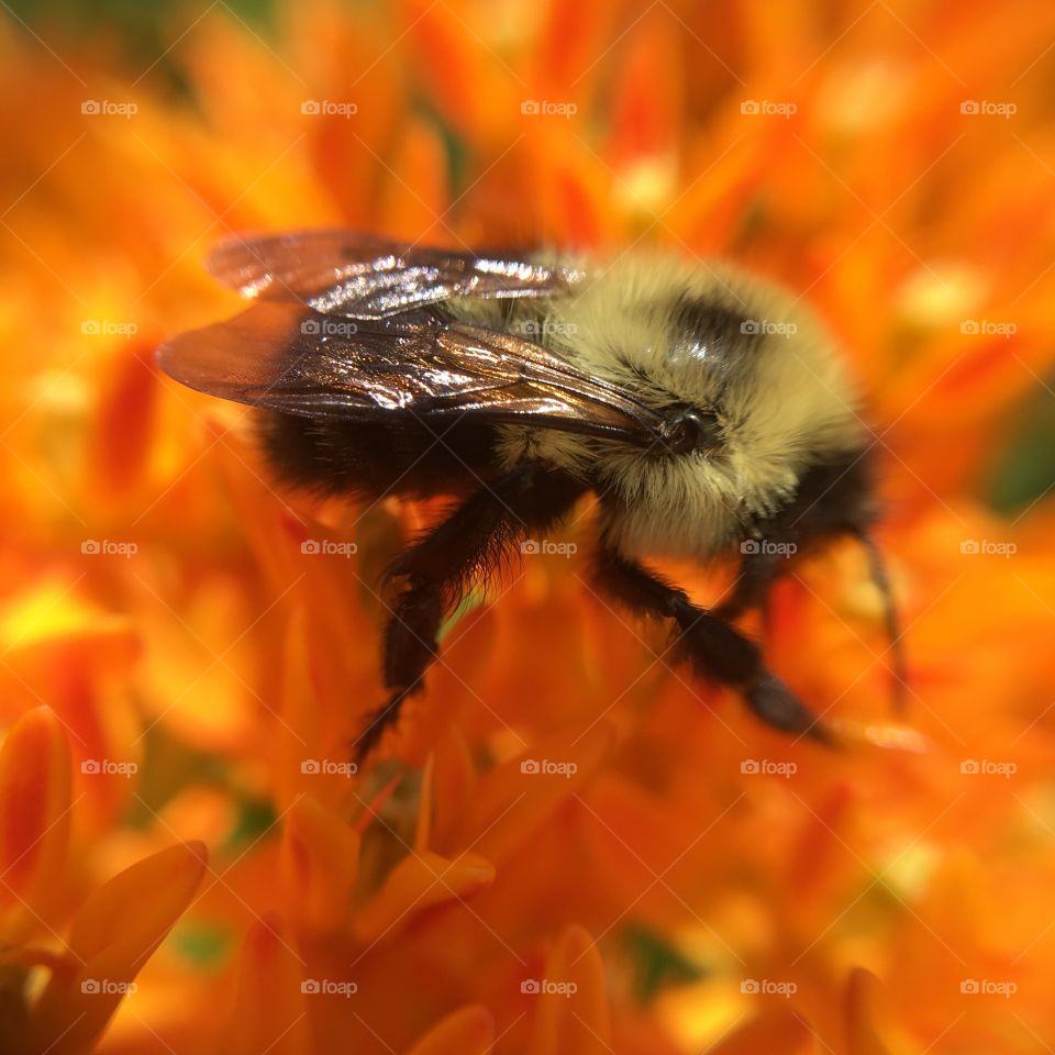 Bumblebee on orange flowers 