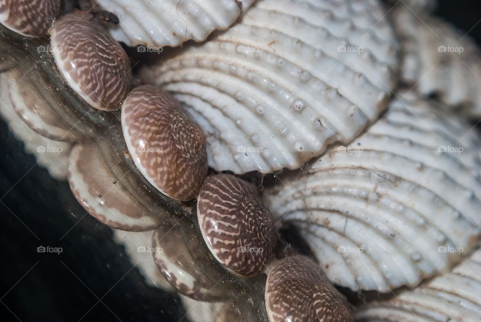 sea shells 