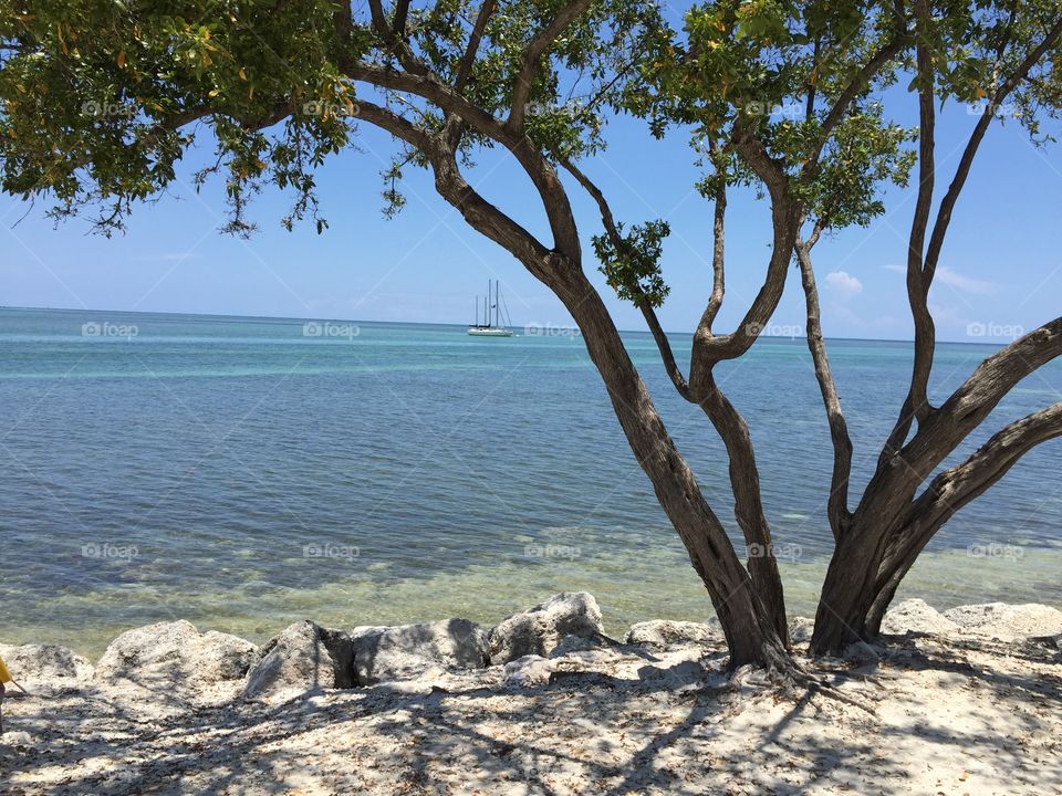 Sailboat and black mangrove in the Florida Keys. 