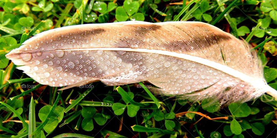 feather in the rain