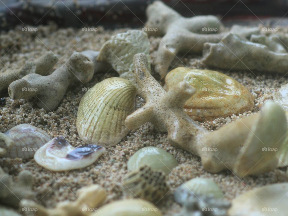 Sands, Corals and Shells