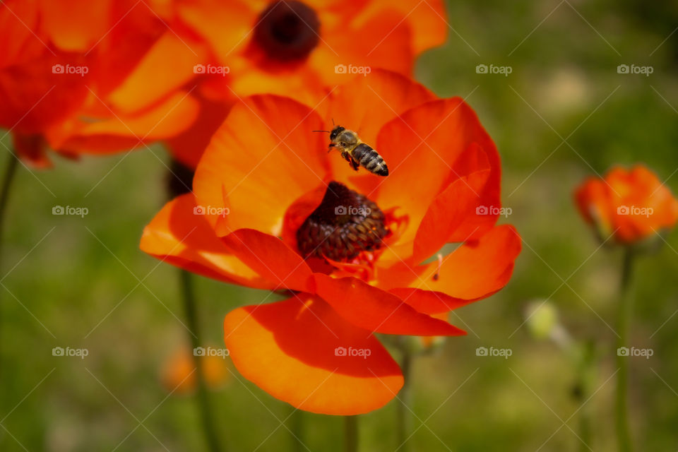 Bees can freeze in time