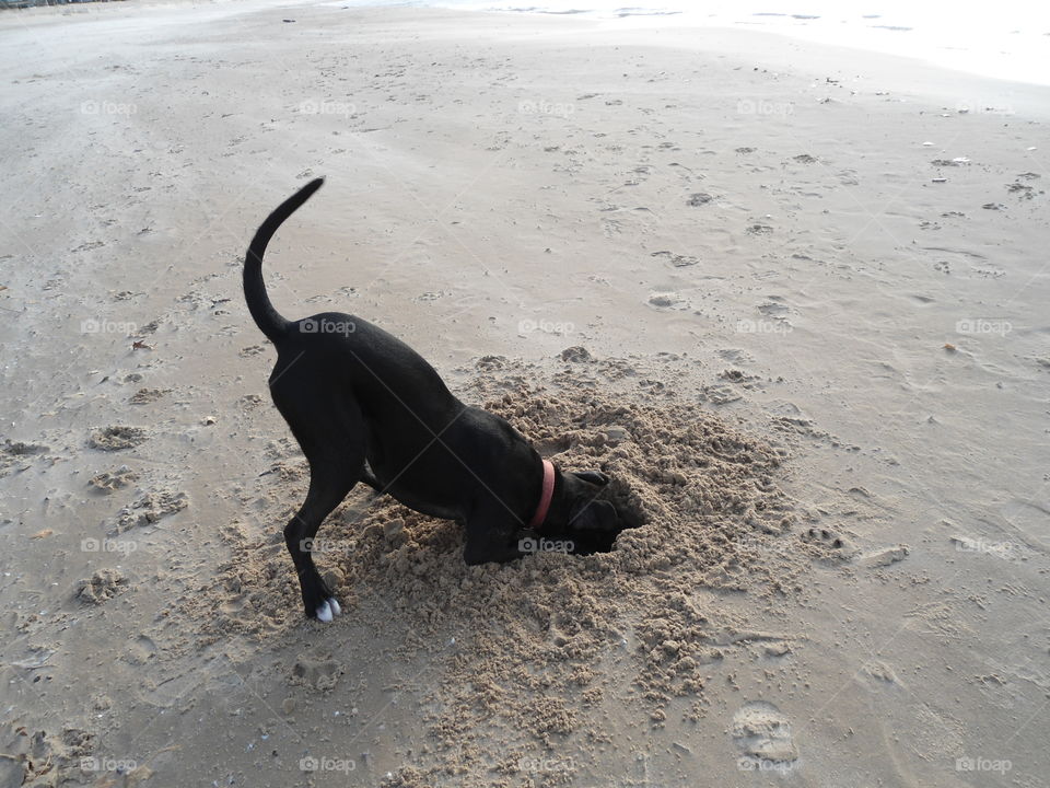 Bowser is a black lab who loves digging holes!