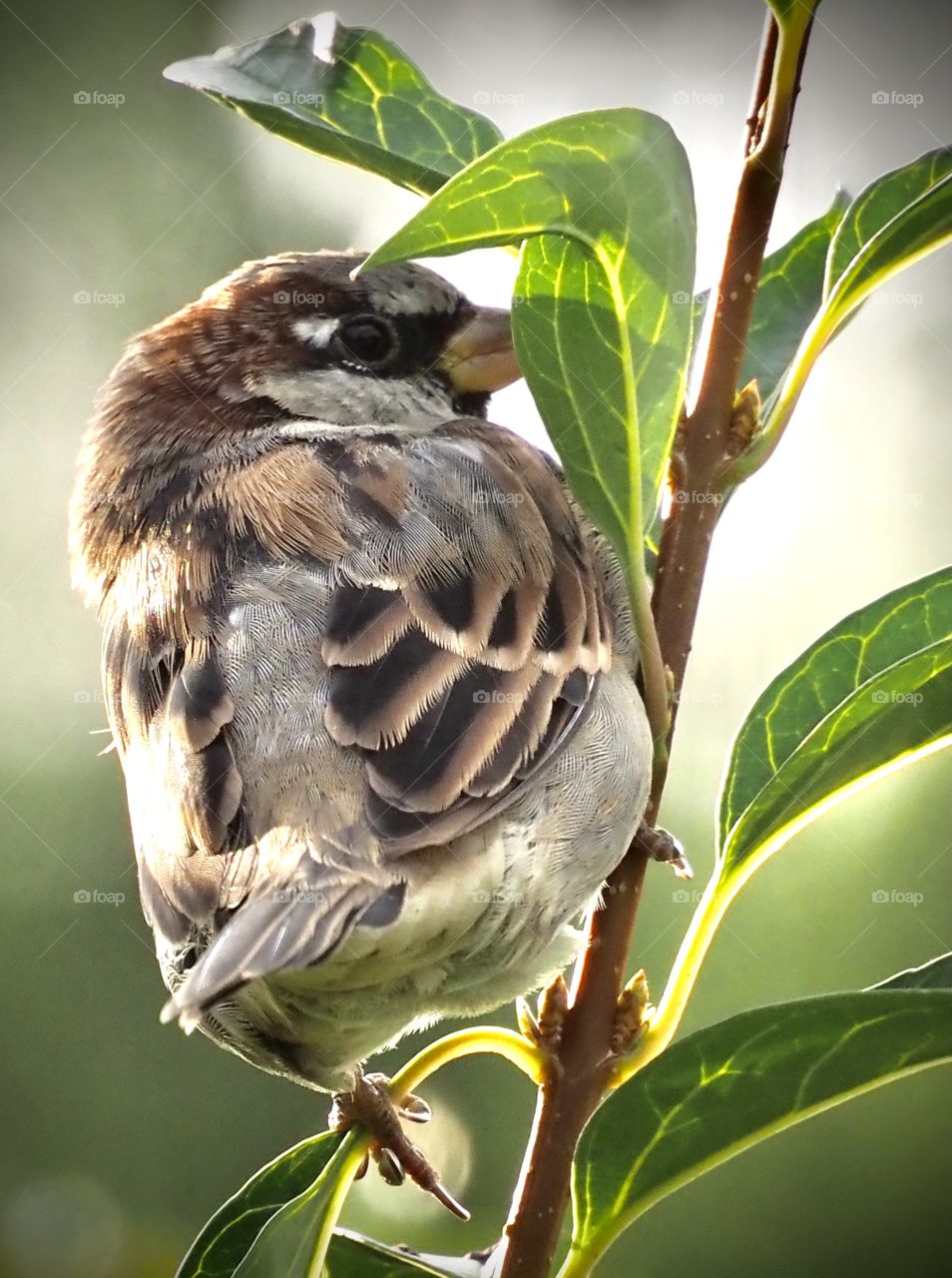 Shy sparrow