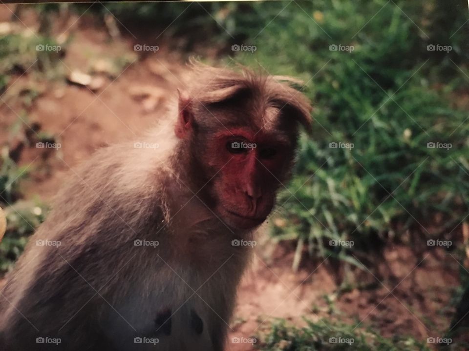 Monkey in India