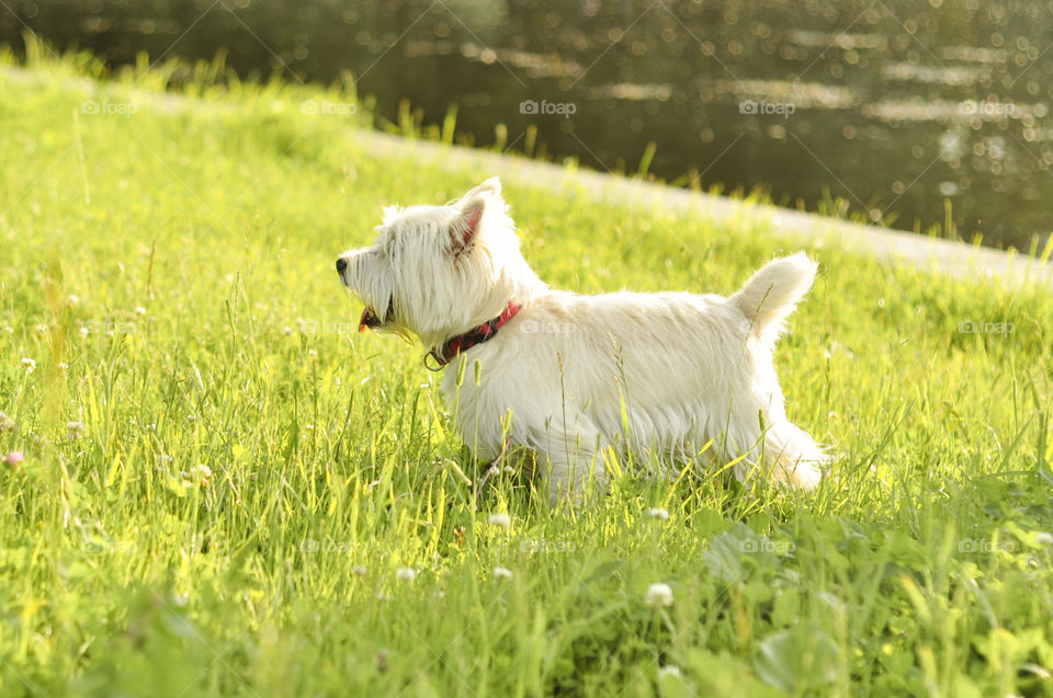 Grass, Field, Hayfield, Animal, Dog