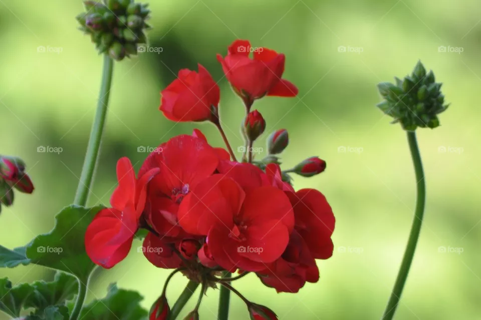 Red flower