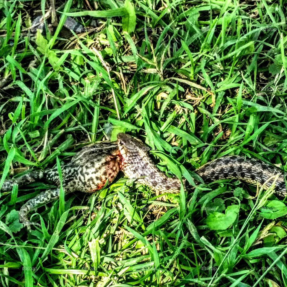The snake and the toad. the circle of life happening in our own backyard