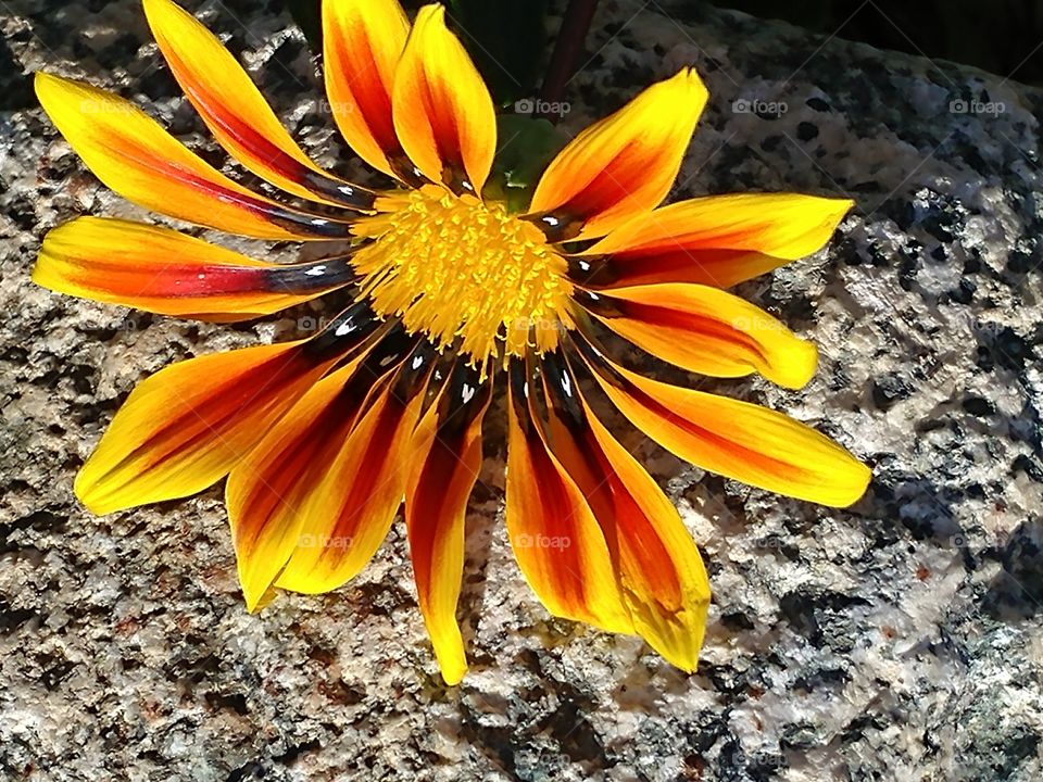 A Flower On The Rocks