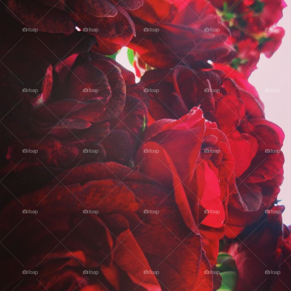 Roses