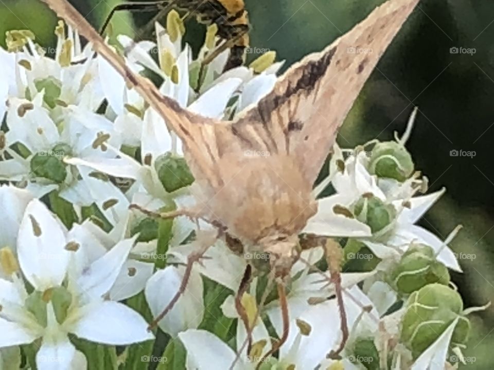 Gorgeous moth on flower