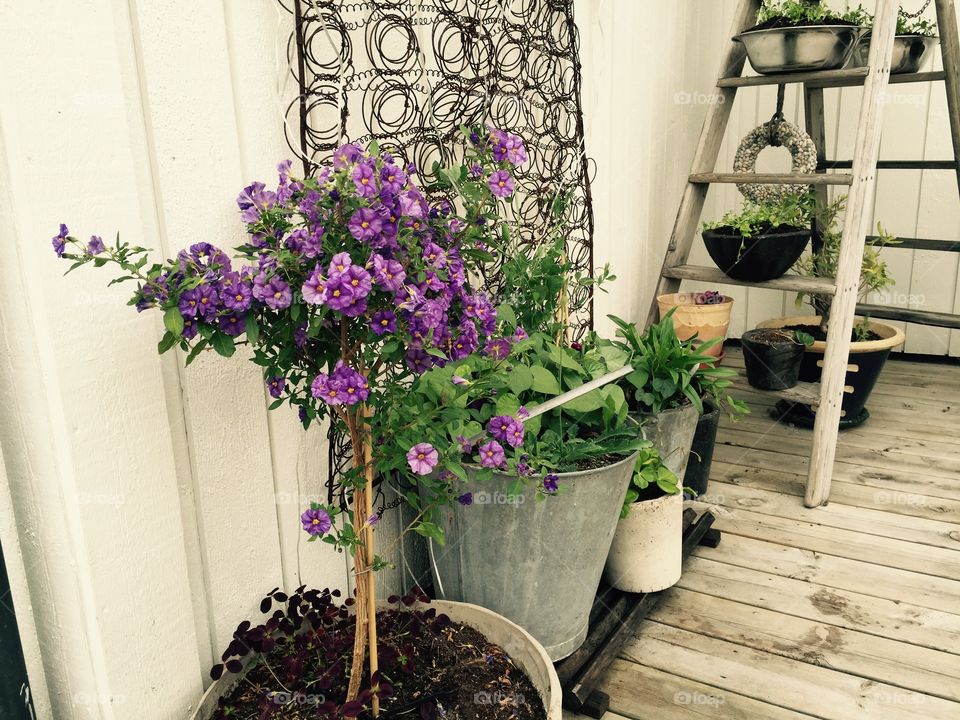 Purple plant in a pot. My mother-in-law always has the most beautiful garden. The terrace isn't bad either. 