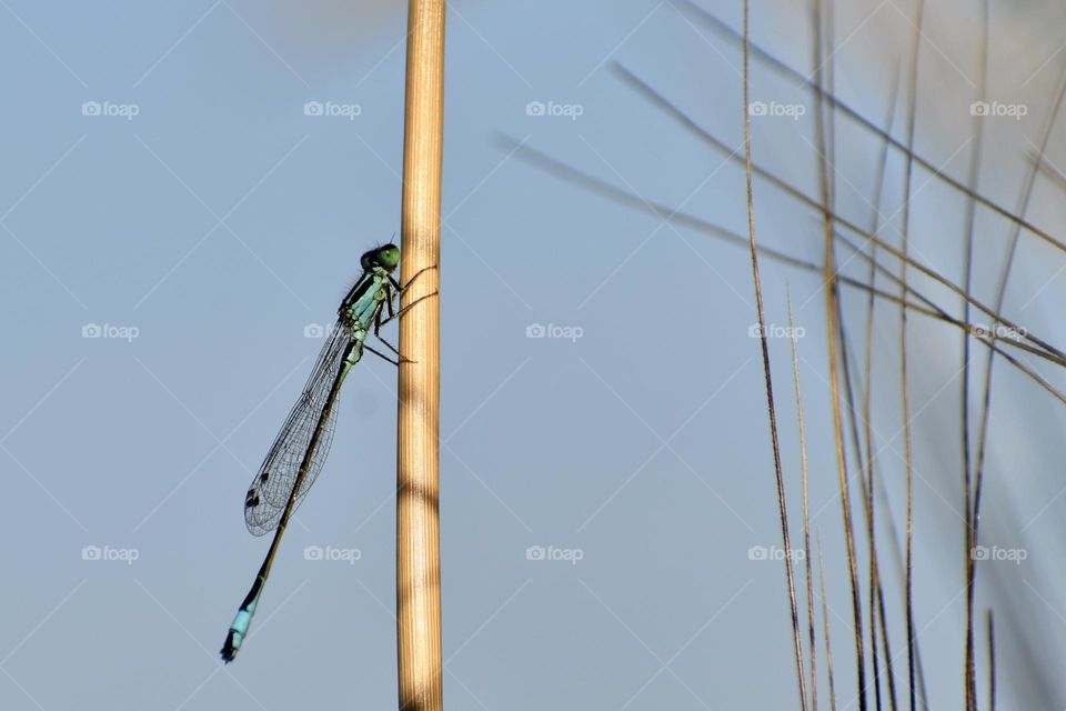 Damselfly 