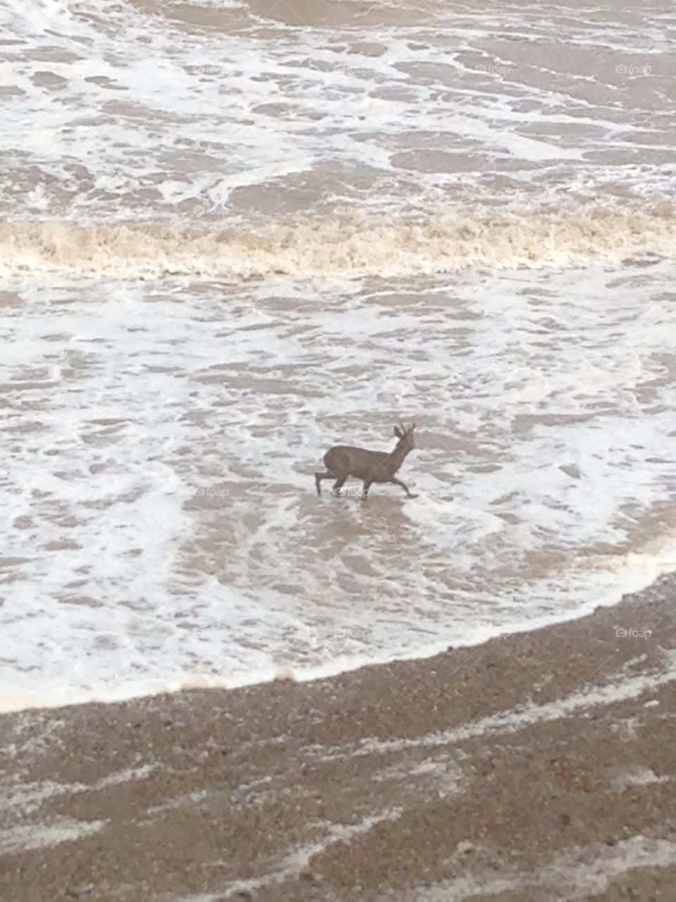 Deer paddling