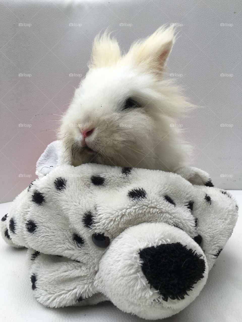 Rabbit white