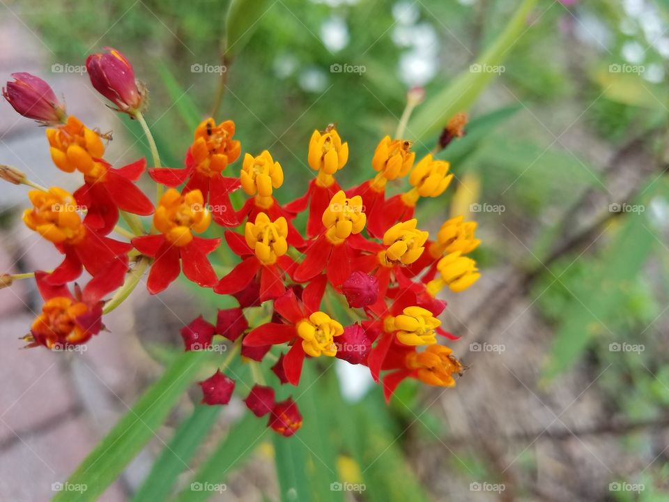 Bright colored flowers