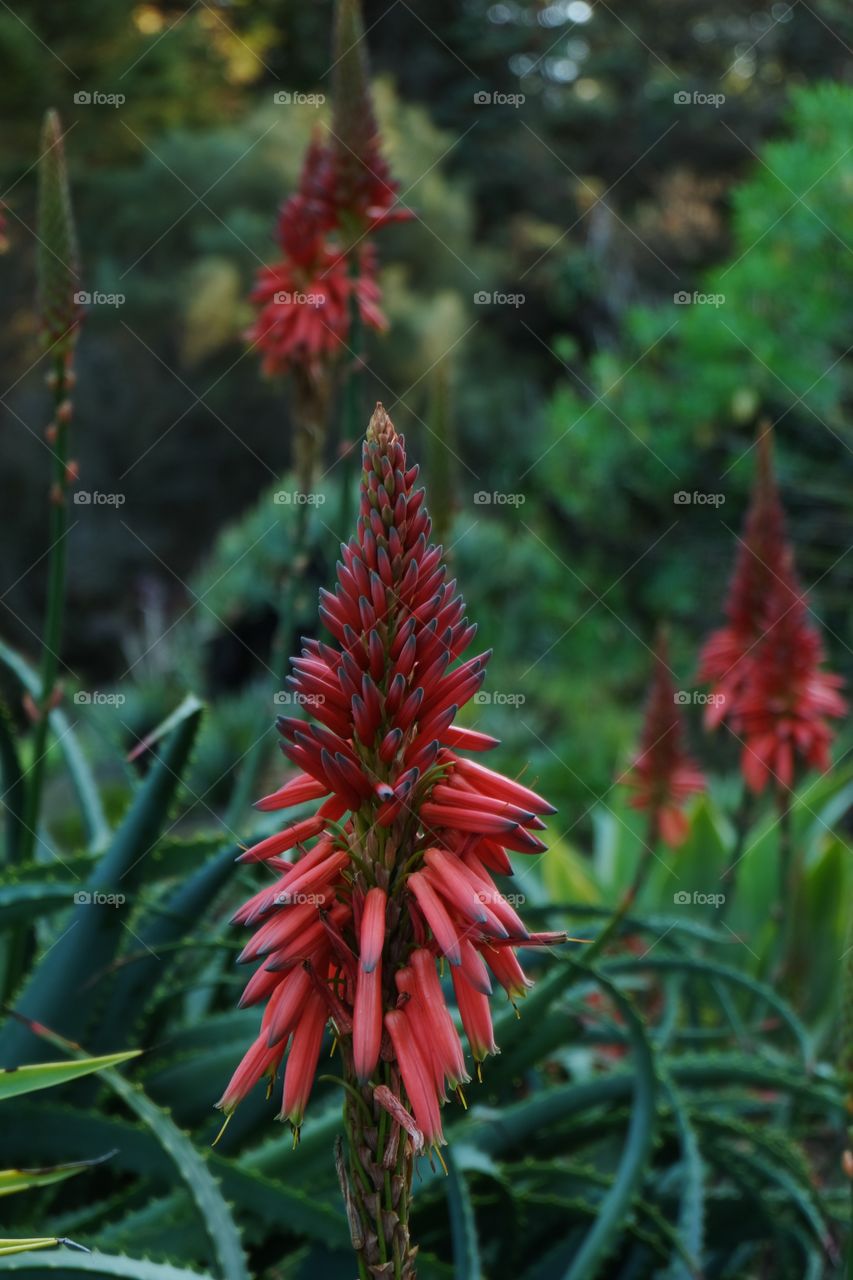 Bright Red Aloe Candlelabra, kind of succulent plant.