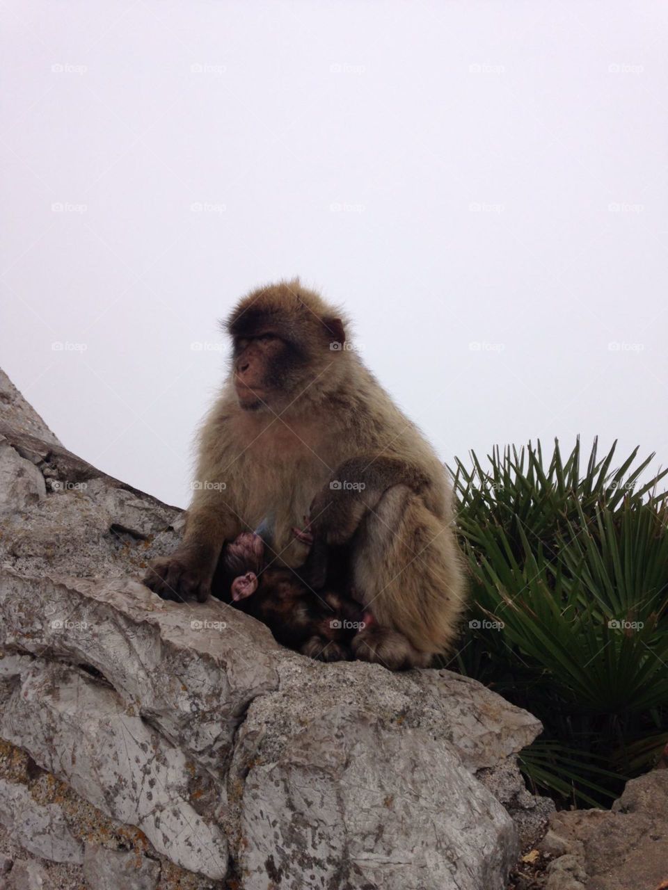 Mummy & babies