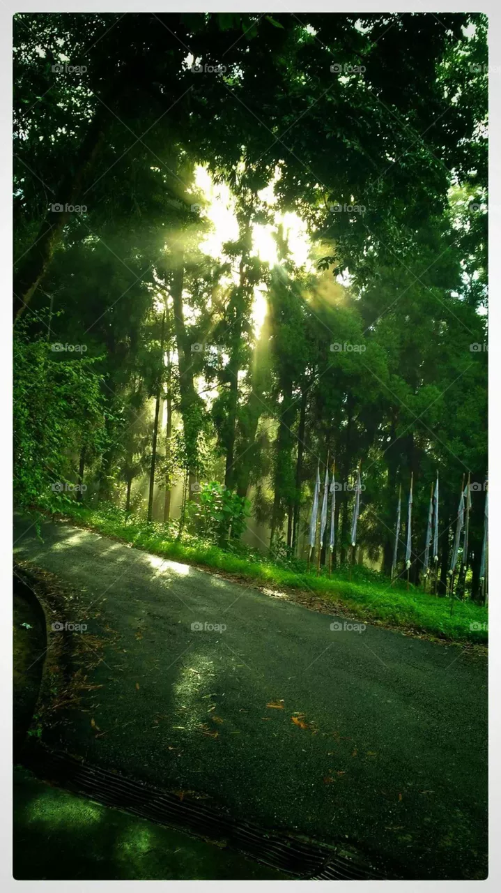 nature