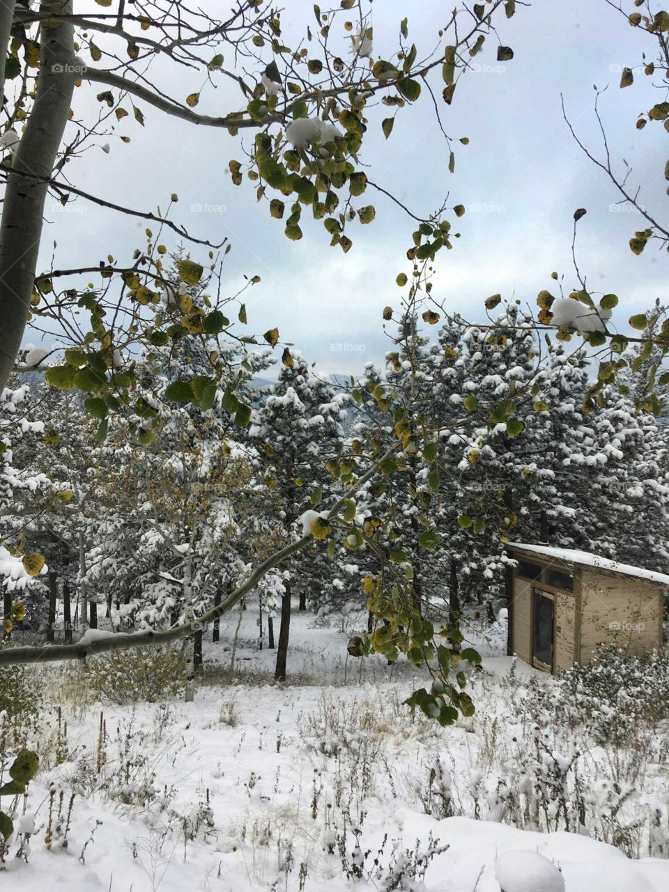 snow is on the ground an snow is also in the trees an to add some things special take look a the little cabin .