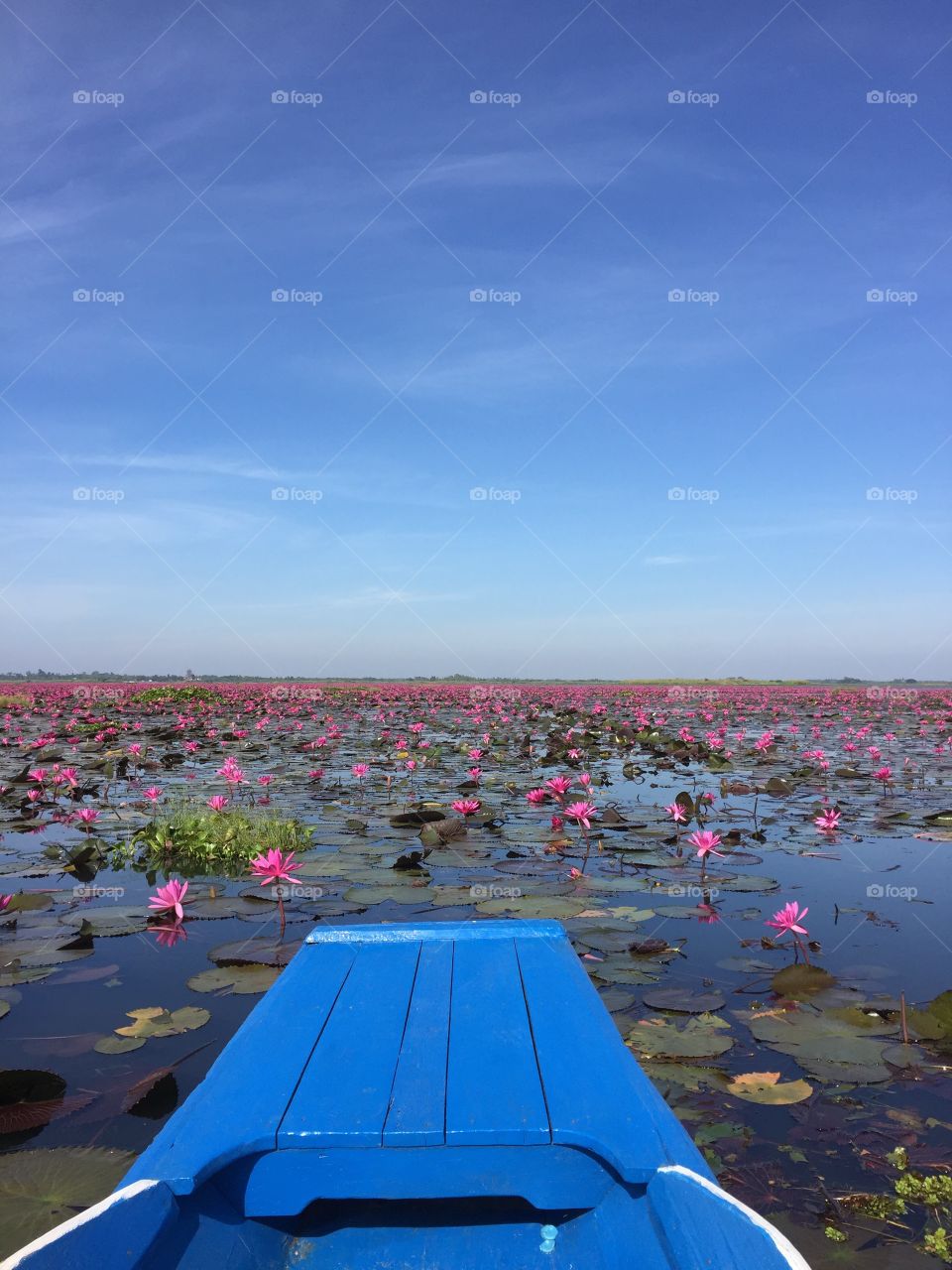 Thailand Pink lake flower