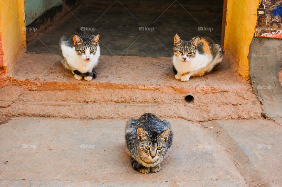 Three cats sitting at the entrance of house