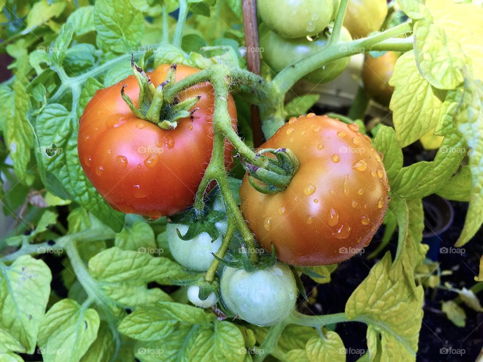 Plant with two fresh ripe red tomatoes growing in summertime.