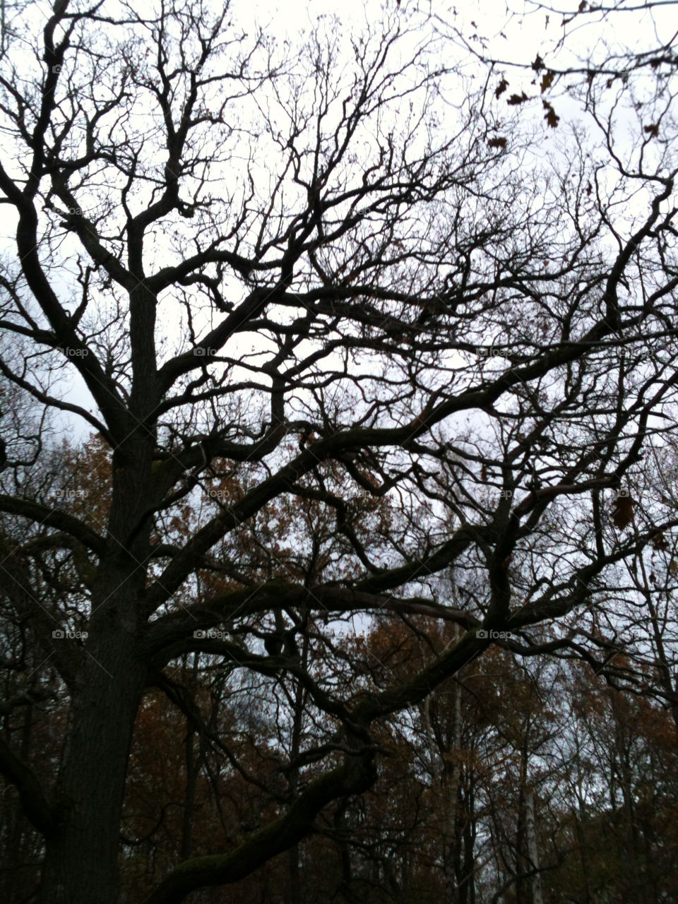 sky tree himmel mönster by billmarcusridung