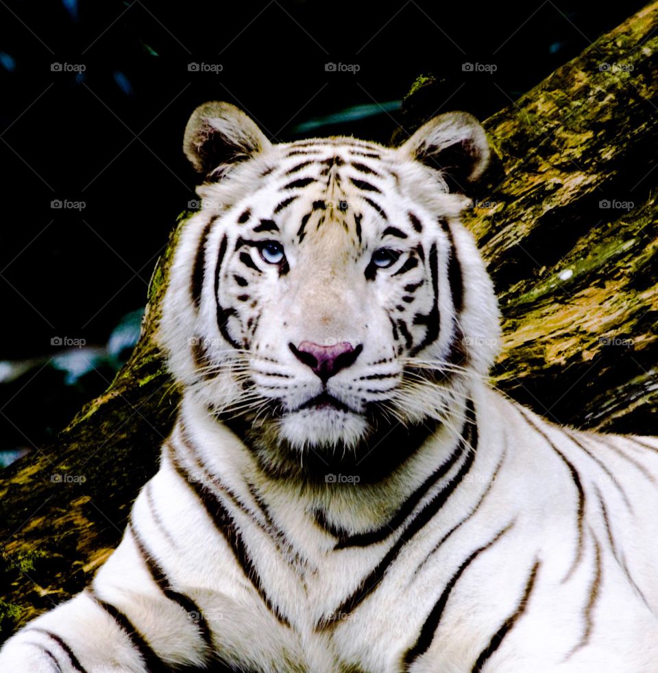 Eye to eye with an awesome white tiger.