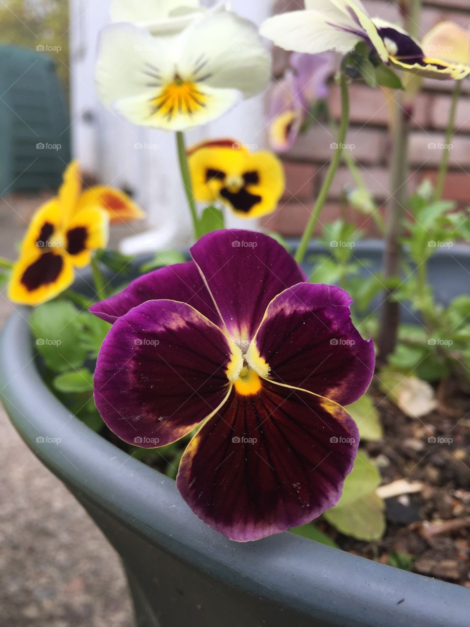 Pansies in bloom